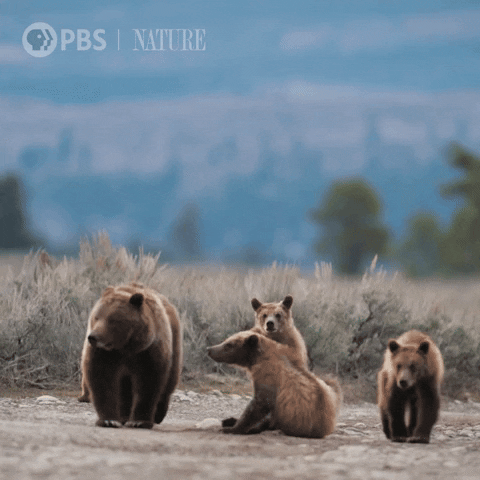Pbs Nature Family GIF by Nature on PBS
