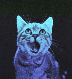 cat color GIF