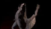 royaloperahouse within the golden hour GIF