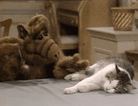 Cat Alf GIF