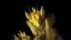 religion insects GIF by Digg