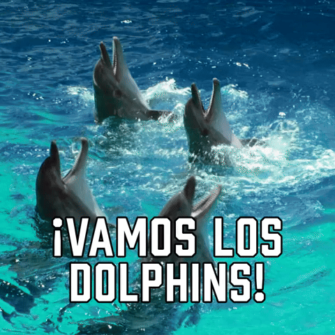¡Vamos Los Dolphins!