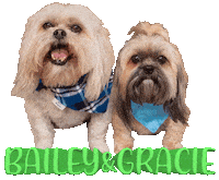 Dogs Bailey Sticker