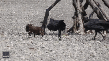 Vultures Chase Puppy That Stole Fish Dinner
