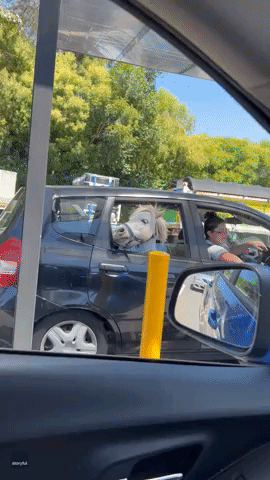 'He's Excited for His Ice Cream!': Mini Horse Seen in Backseat of Car at McDonald's Drive-Thru