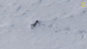 Nat Geo Sport GIF by National Geographic Channel