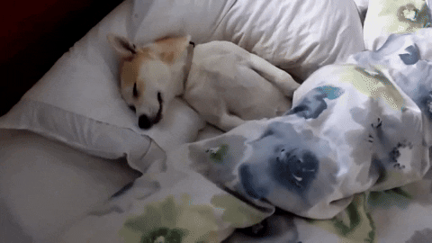 cuteanimalland giphyupload GIF