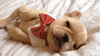 Tired Bow Tie GIF