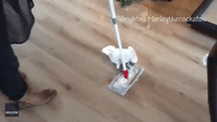 Cockatoo Dusts the Floor With Human Help