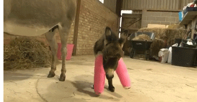 animals baby fuck casts GIF