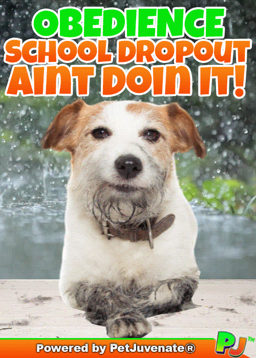 PetJuvenate petjuvenate henlo hooman fren love rescue dogs treatos and woofer for pupper GIF