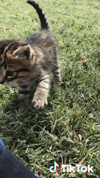 Cat GIF by TikTok France