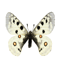Butterfly Apollo Sticker