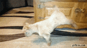GIF by Random Goat