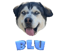 Dog Blu Sticker
