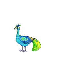 peacock GIF