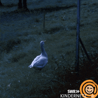 Go Tiere Bis Unters Dach GIF by SWR Kindernetz