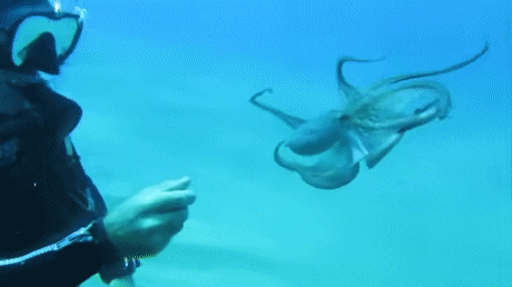GifVif giphyupload octopus wants to play GIF
