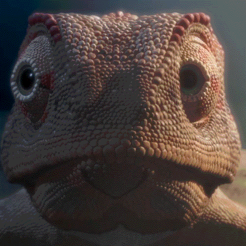 nouvellesimages giphyupload confused eyes chameleon GIF