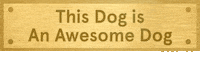 Dog GIF by BARKBOX