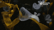 montereybayaquarium yell gasp yawn monterey bay aquarium GIF