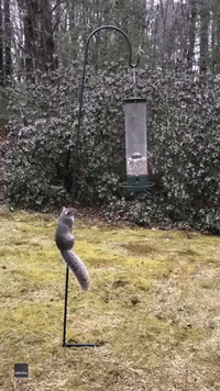 Like a Record: Squirrel Spins Right Round on Bird Feeder