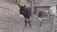 Smart Donkey Finds Smarter Way to Get to Other Side of Fence