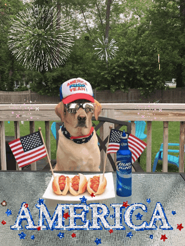 Image gif. Retriever nonchalantly dons American flag shades and a bandana collar along with a baseball cap that says, "America Yeah!" In front of him, two American flags stick out of three hot dogs drizzled with ketchup and mustard, which rest next to a refreshing bottle of Bud Light beer with fireworks exploding from the top. Multicolored video stickers of festive fireworks decorate the image while sparkling silver text reads, "AMERICA."