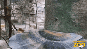 Baby Monkey GIF by Brookfield Zoo