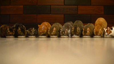 cat eating GIF