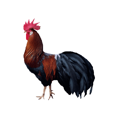roberthck giphygifmaker chicken farm rooster Sticker