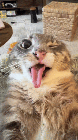 Cat Tongue GIF