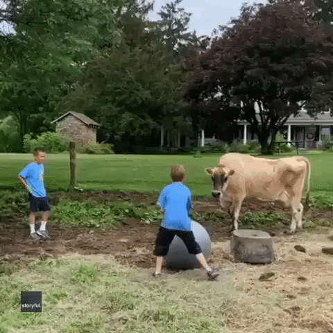 Kids Ignore Their Chores to Play Ball With Rescue Cow
