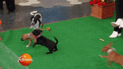 happy dog GIF by Rachael Ray Show