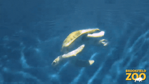 Sea Turtle Swimming GIF by Brookfield Zoo