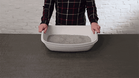 cat GIF