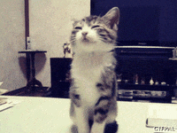 happy aha GIF