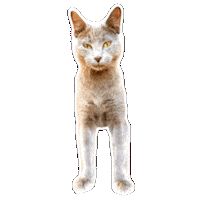 Cat Sticker