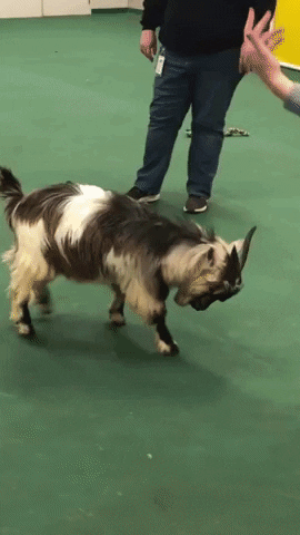 happy goat GIF by Nebraska Humane Society