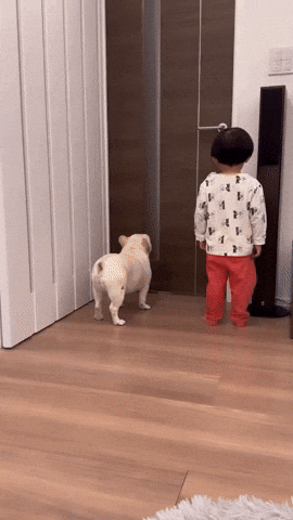 引用:instagram@rey_kina_story^@@^見過ごすことができなかったのか、3歳の息子はフレンチブルドッグの行動を真似し始めた。息子は自分も犬になったかのように、犬の真似をして玄関前に立った。そして、くるくる回る動きまで真似し始めた。普段から息子がフレンチブルドッグをどれほど愛しているのかが、この一場面によく表れている。