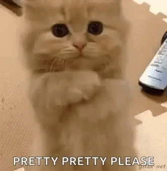 Cat Please GIF - Find & Share on GIPHY