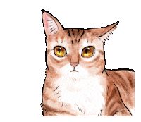 Cats What Sticker