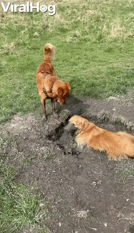 Golden Retrievers Find the Perfect Mud Puddle