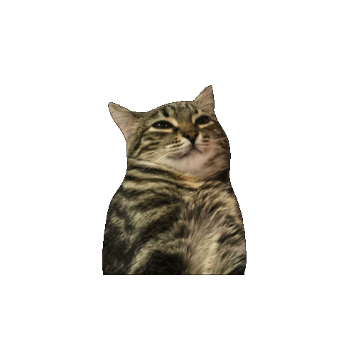 Cat Kitty Sticker