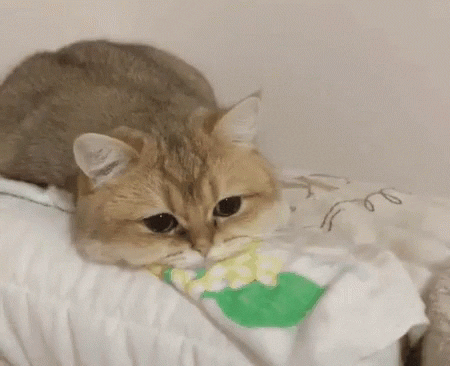 Sad Cat Reaction GIF by memecandy
