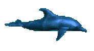 window dolphins STICKER