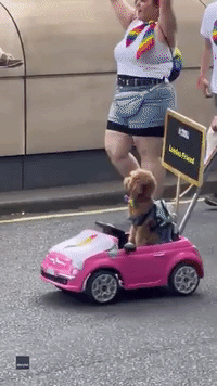  Dog Leads London Pride Parade in Tiny Car