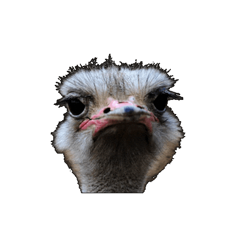 Bird Watching Sticker