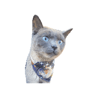 Space Cat Sticker by Geekster Pets