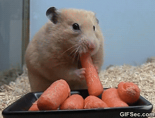 Video gif. A hungry hamster really stretches its cheeks by storing five whole baby carrots inside them.